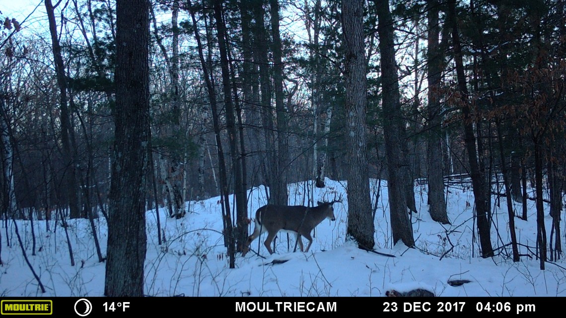 MOULTRIE DIGITAL GAME CAMERA