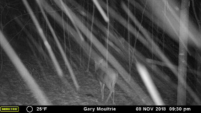 43170-20181109033140-101MFCAM_MFDC2914