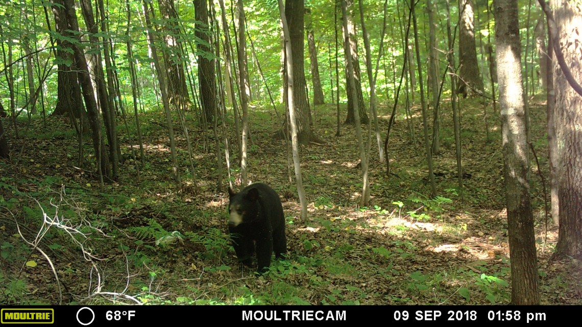 MOULTRIE DIGITAL GAME CAMERA