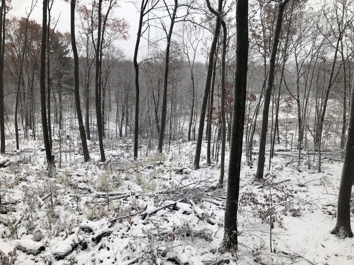 Woods Madness Musings Pt.&nbsp;4